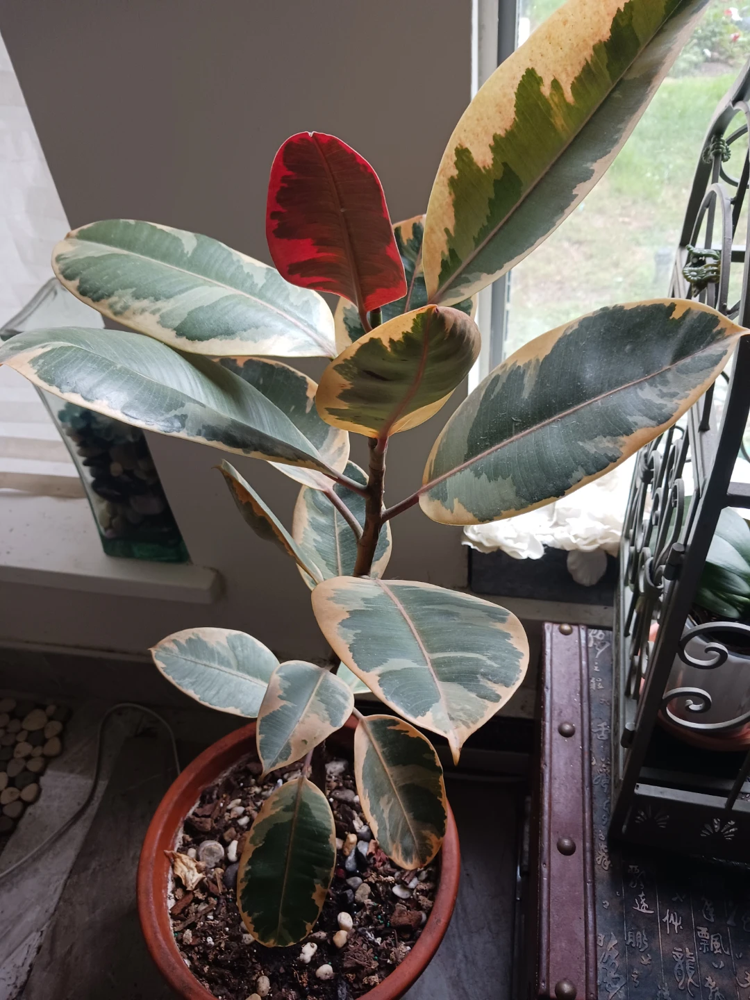 Ficus elastica 'Ruby' - photo 3