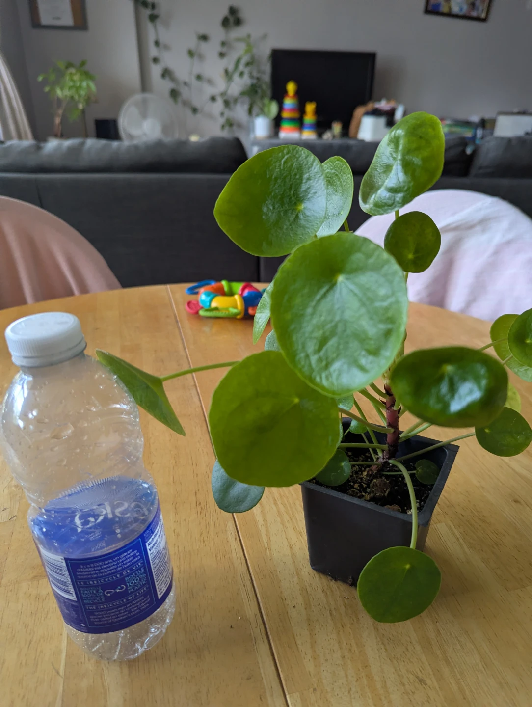 Pilea Peperomioides (Chinese Money Plant) Seedlings - photo 3