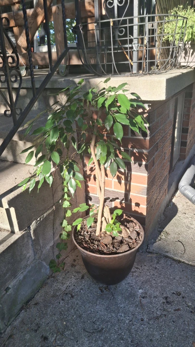 Ficus Benjamina Houseplant in Pot - photo 2