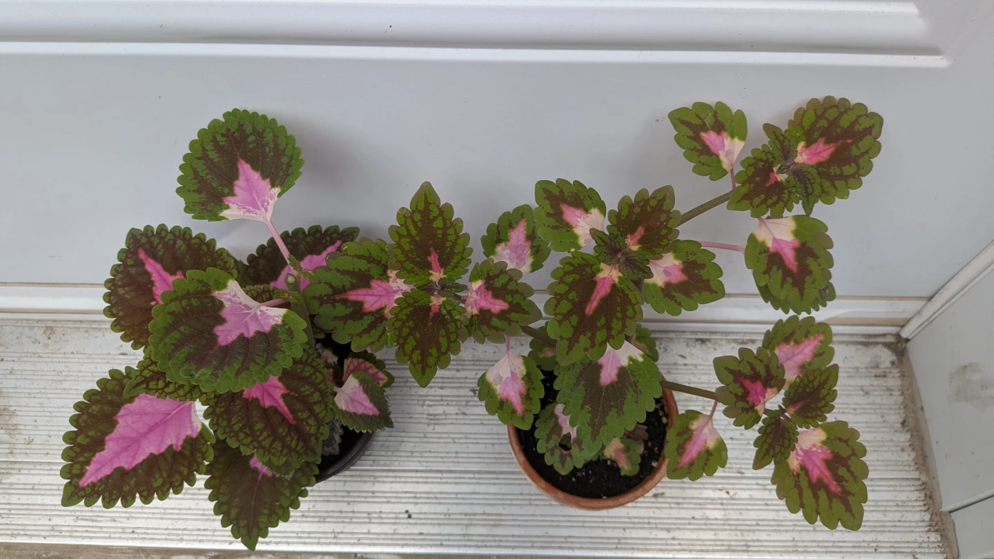 Coleus Plants - photo 2