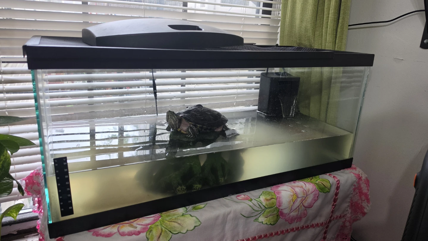 Glass Aquarium Tank with Mesh Lid