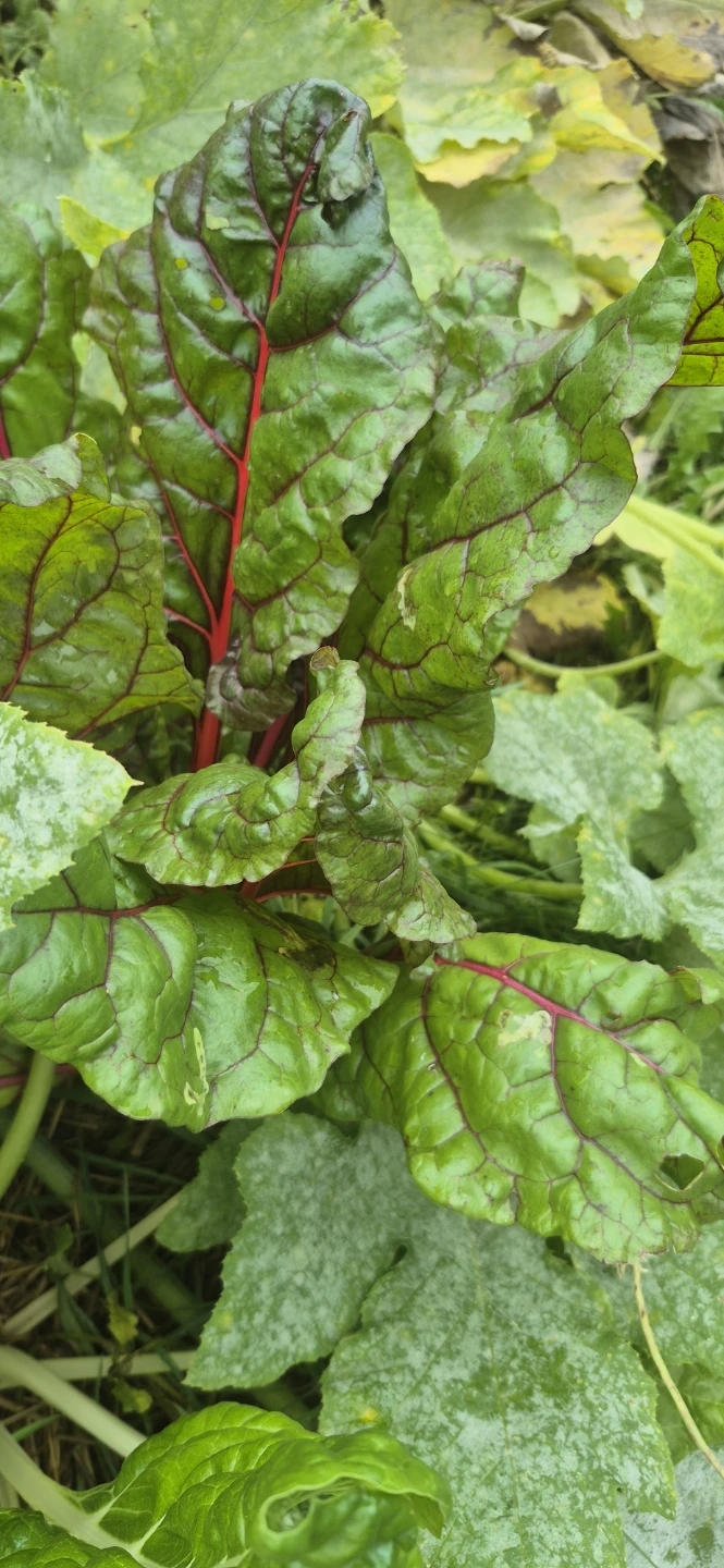 Veggies for sale - photo 3
