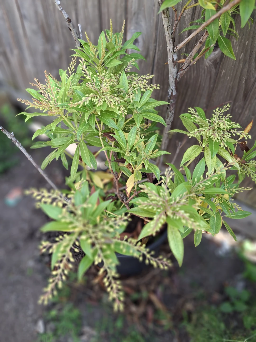 Pieris Japonica Shrub