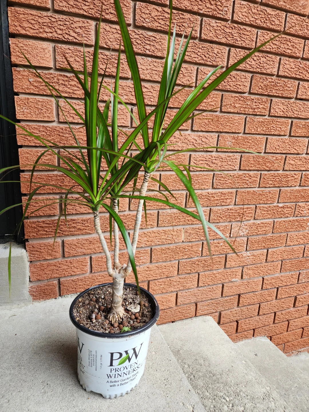 Dracaena Marginata Plant