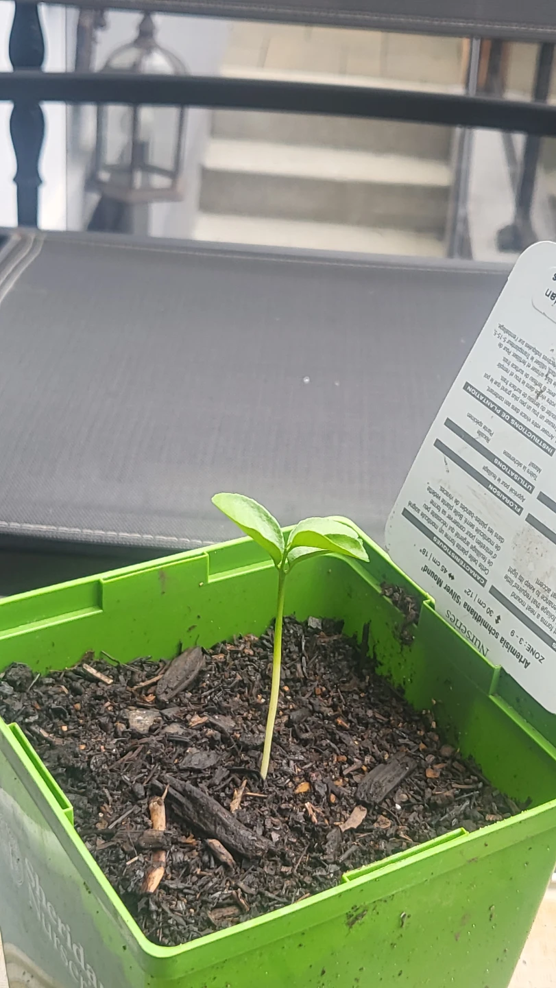 Lemon seedling