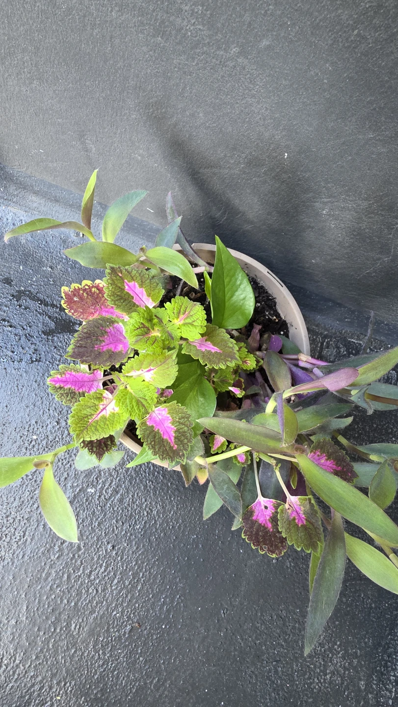 Potted Coleus and Wandering Jew plants - photo 2