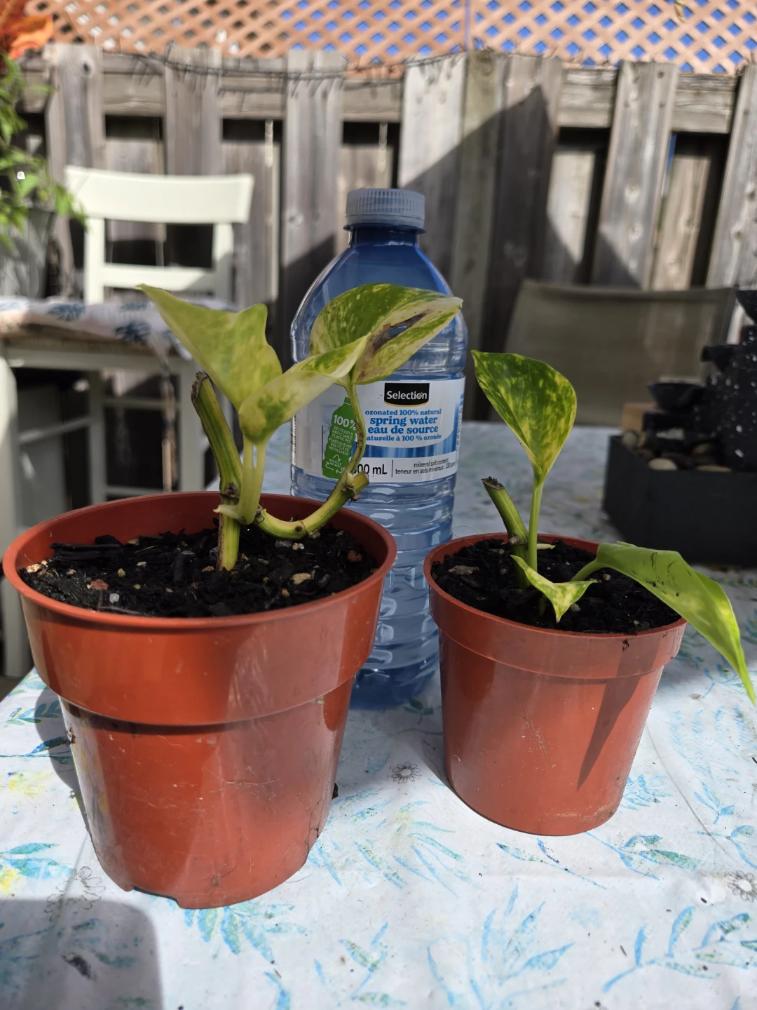 Two Pothos Houseplant Cuttings