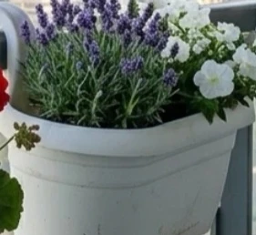 Two White Railing Planters×2