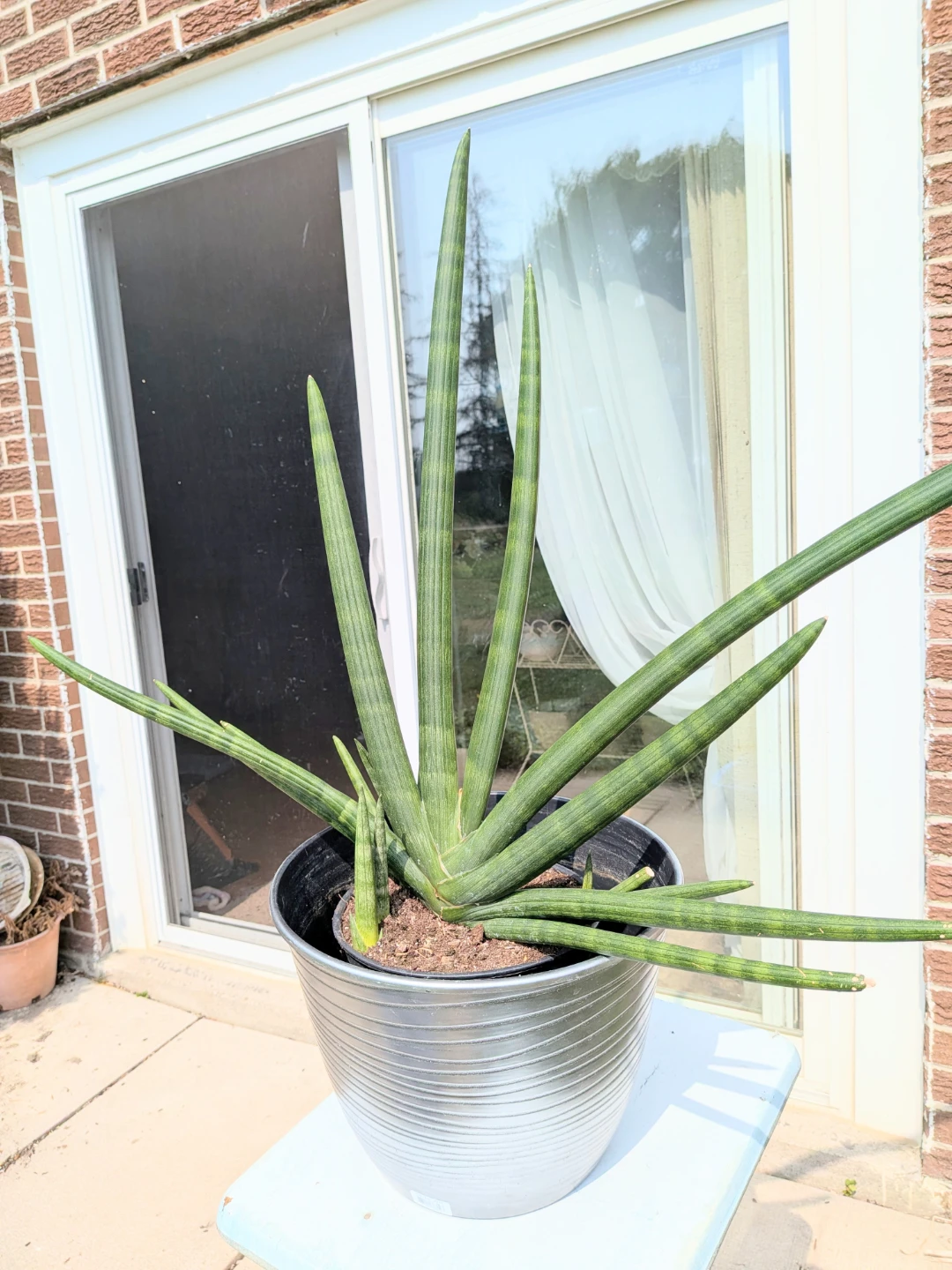 Sansevieria Cylindrica Plant in Pot - photo 2