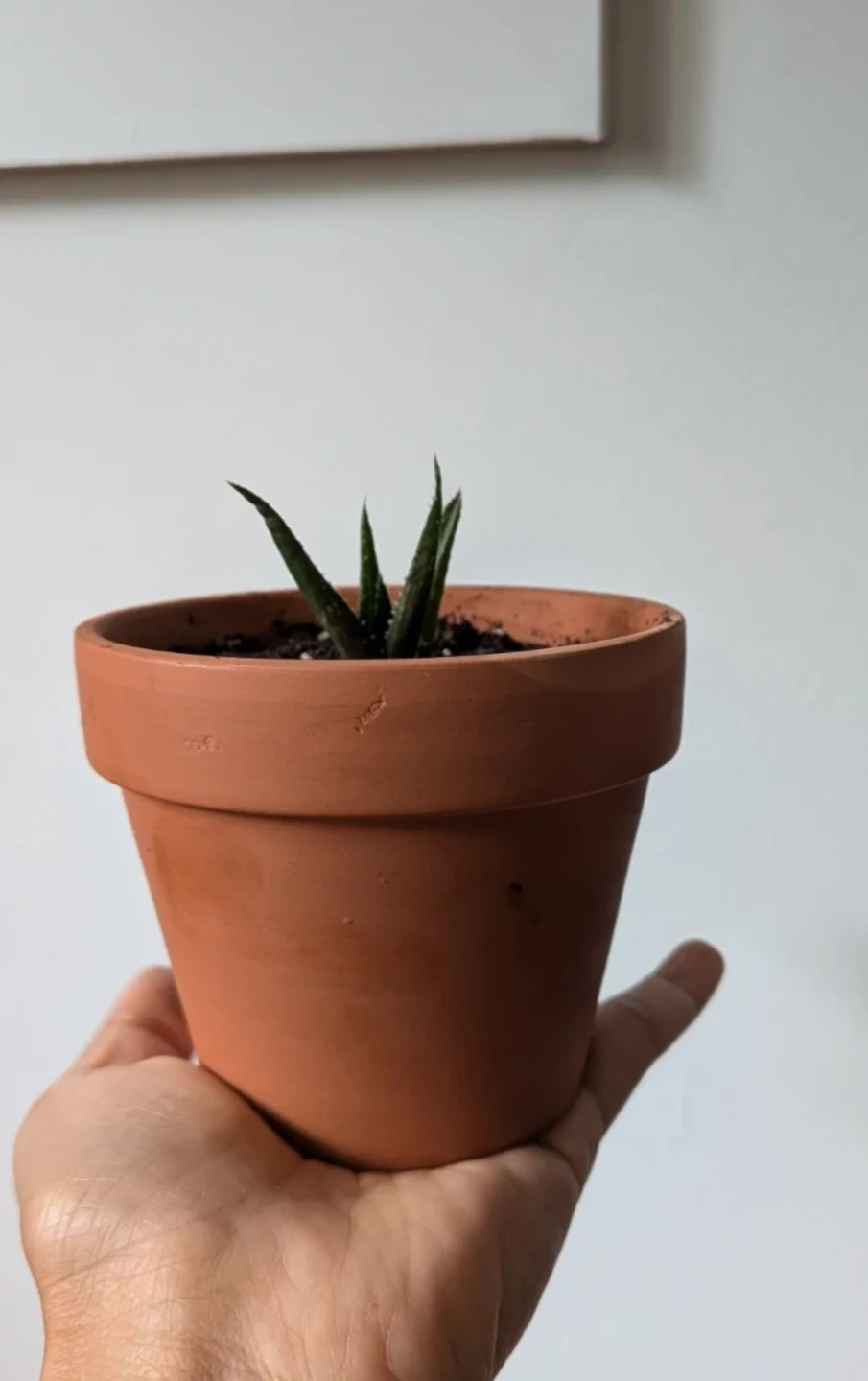 Haworthia in Terracotta Pot - photo 2