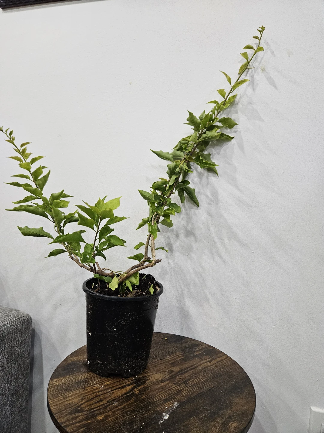 Healthy Green Potted Bougainvillea - photo 2