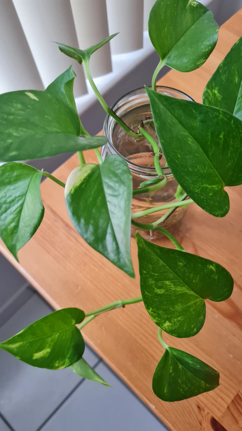 Healthy Golden Pothos Propagating in water 🌱🌱
