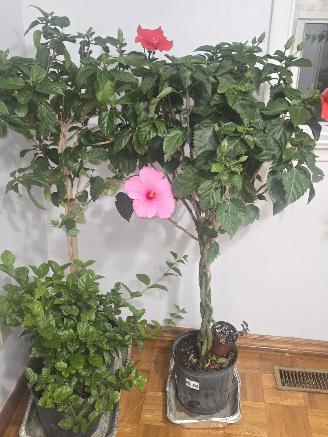 Braided Hibiscus Tree with Pink and Red Blooms - photo 3