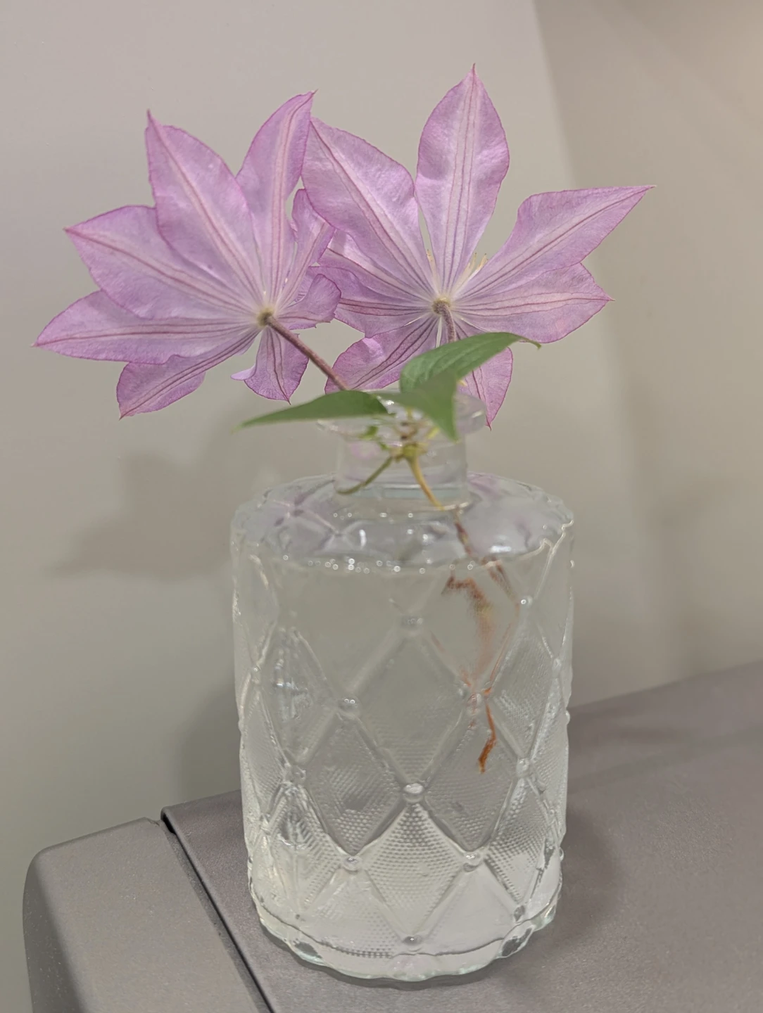 Live Clematis Plant - Proteus - photo 3