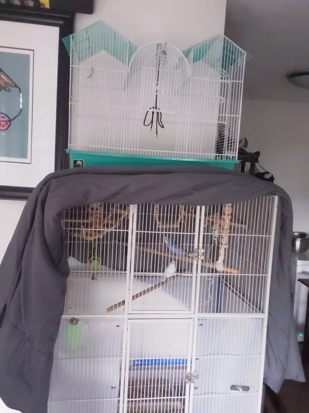 2  female budgies one white and other blue - photo 2