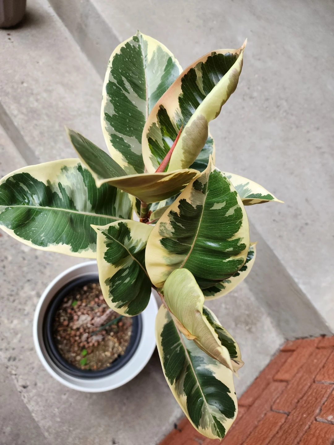 Variegated Rubber Tree Plant