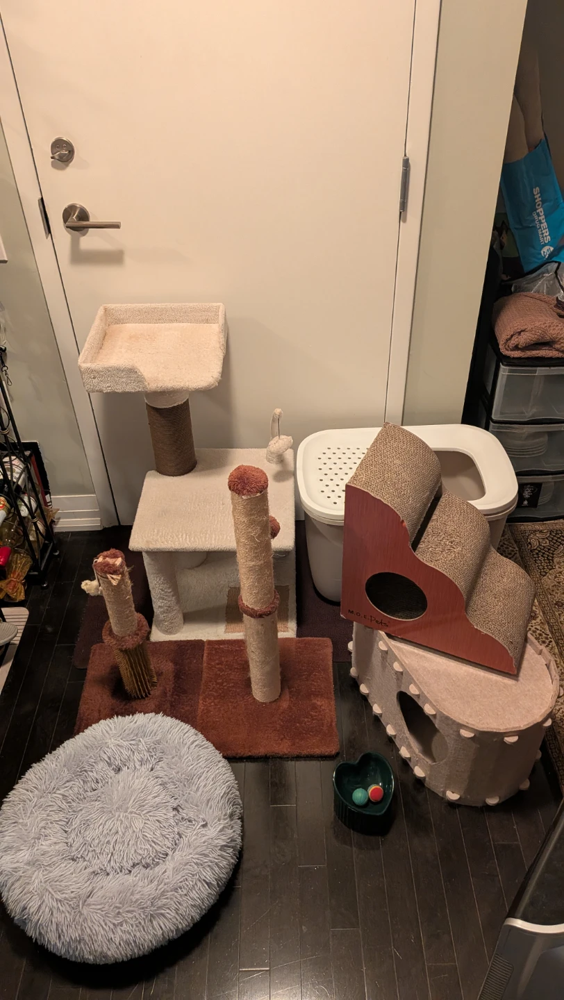 Cat Tree Condo, Scratching Posts, Litter Box, Bowl, Bed Bundle