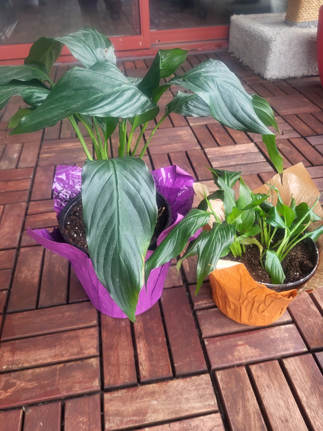 Assorted Indoor Houseplants - photo 2