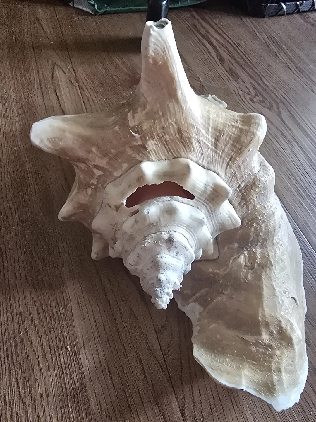 Large Conch Shell - photo 4