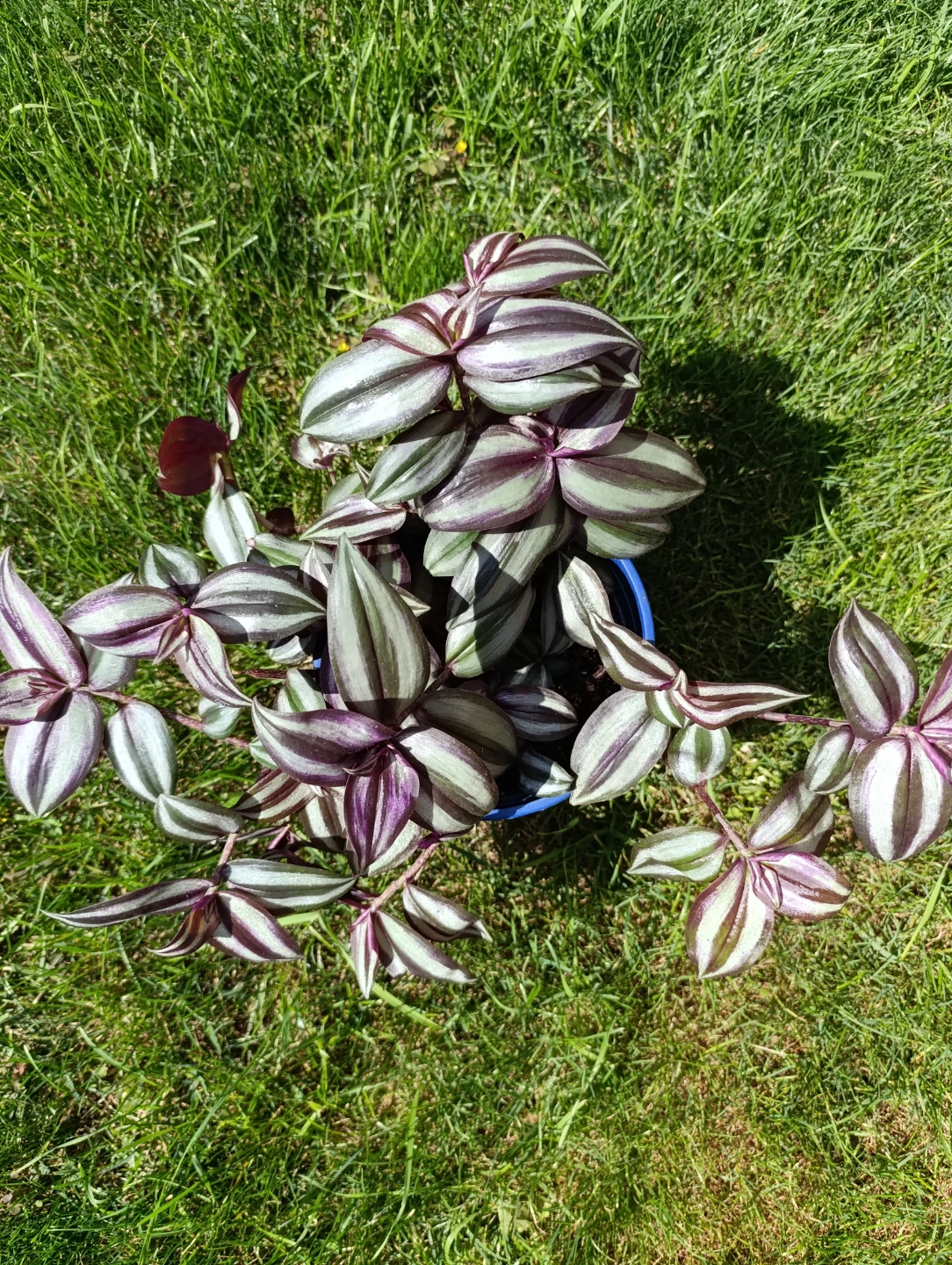 Tradescantia Zebrina Wandering Dude Plant - photo 2