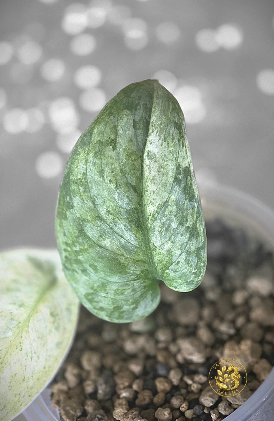 Scindapsus pictus Halimoon "Unfolding Silver"