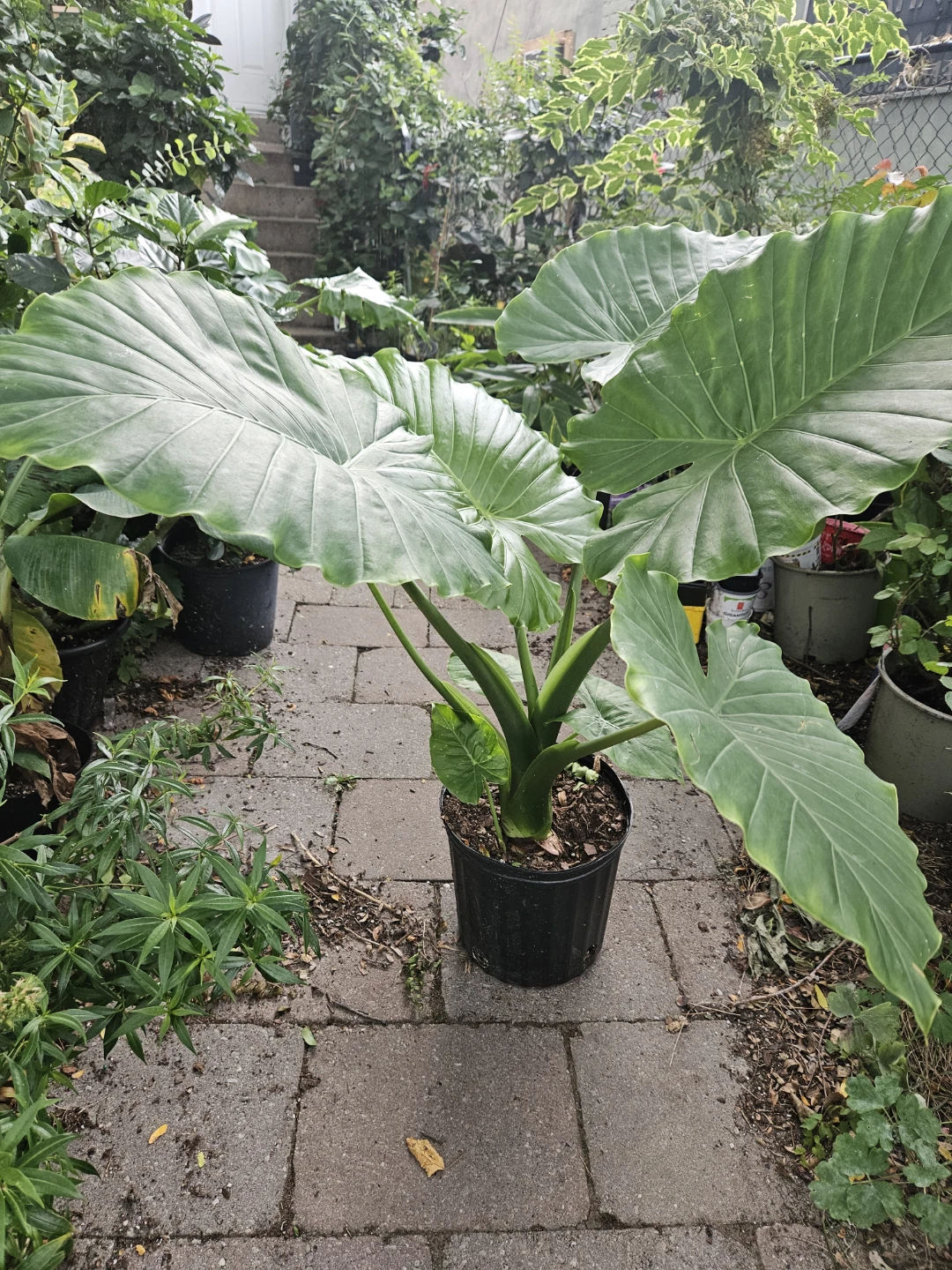 Large Alocasia Elephant Ear Plant🏈