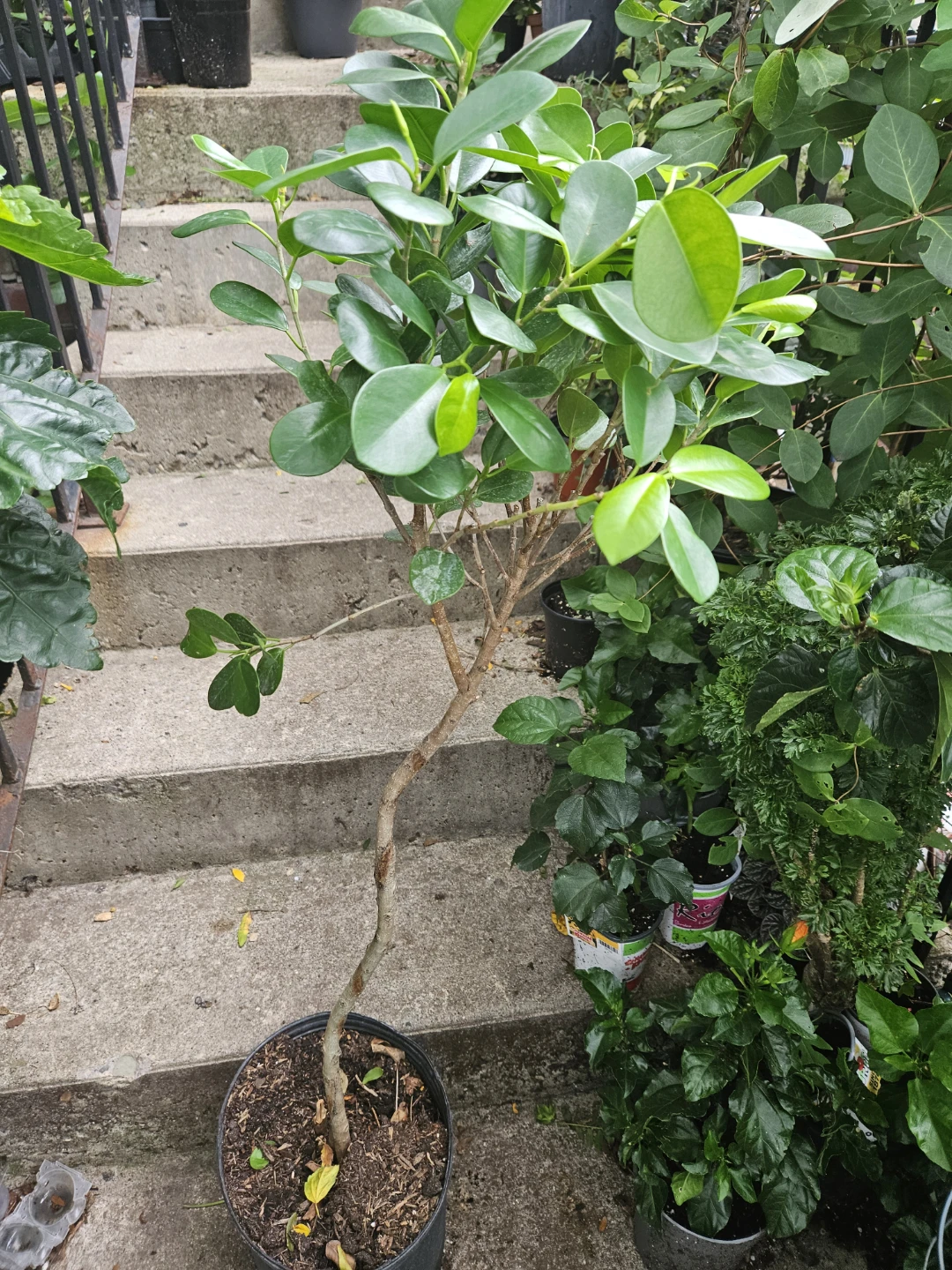 Ficus Retusa Plant - photo 2