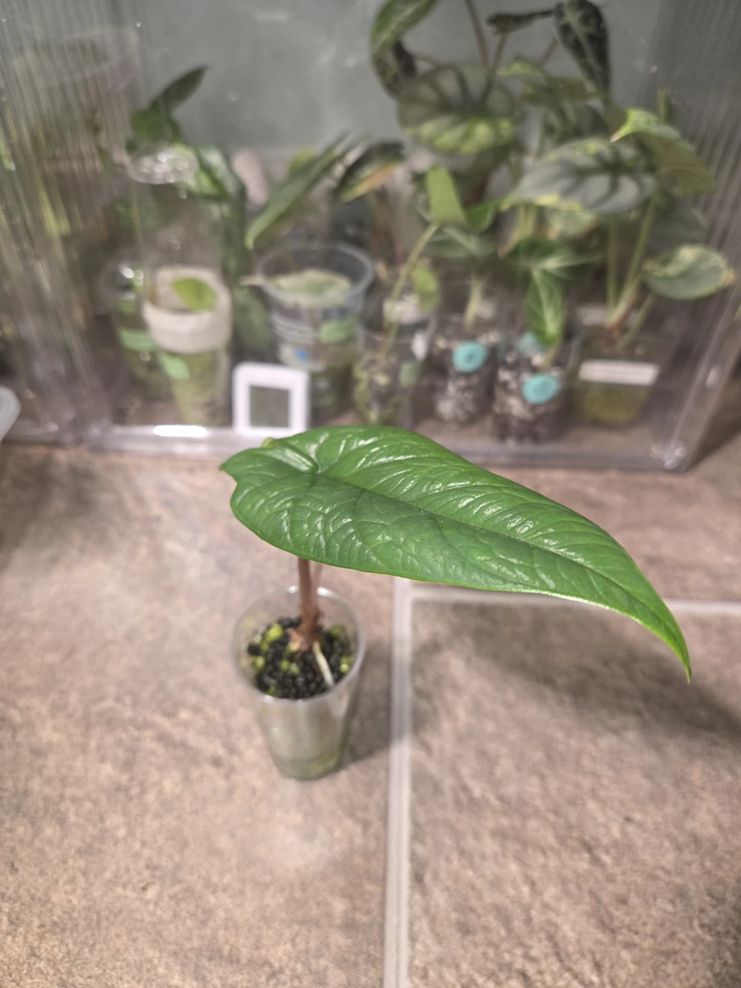 Alocasia Scalprum Starter Plant