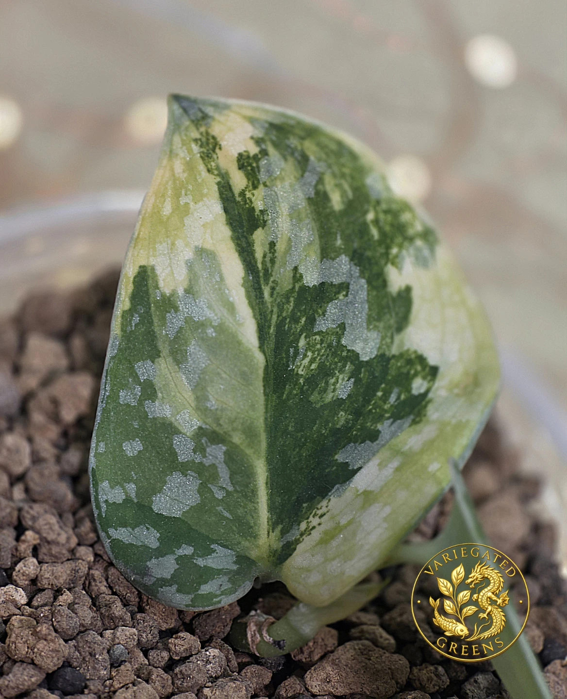 Scindapsus argyraeus GOG "Viridian Weave" - photo 2