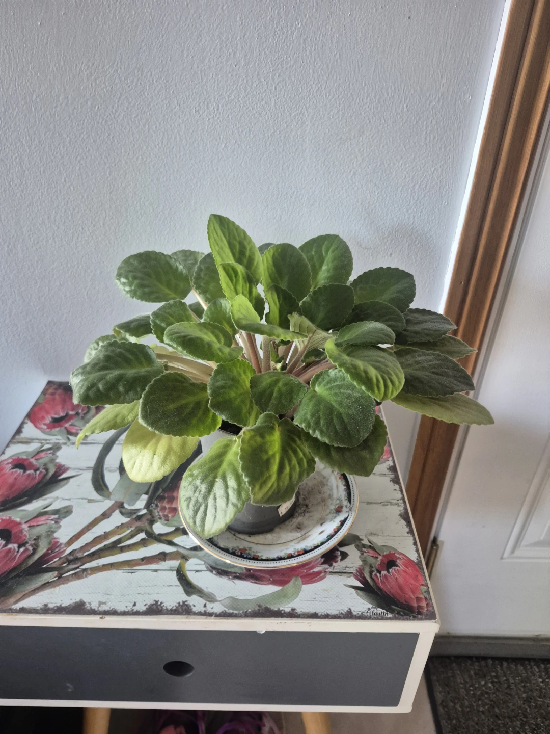 African Violet Plants – $4 Each - photo 2