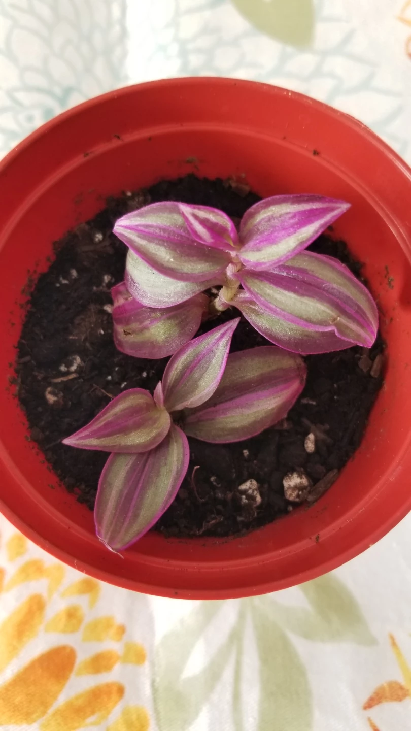 Tradescantia mini  plant - photo 3