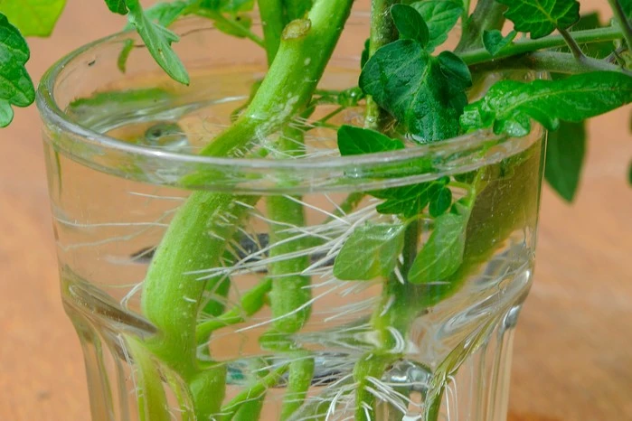 Tomato plant cutting already rooted and in soil.