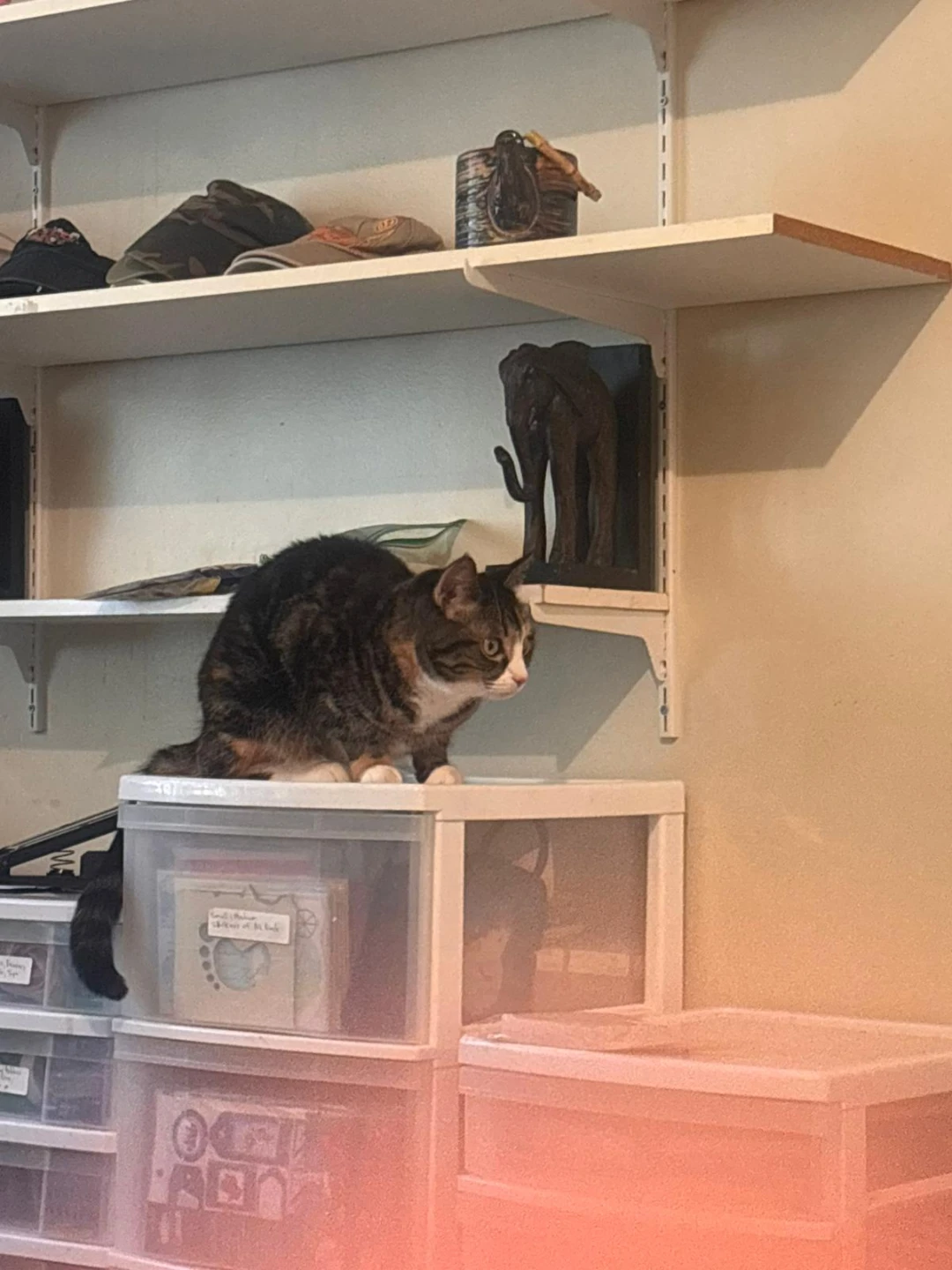 Adult Tabby Cat - photo 2