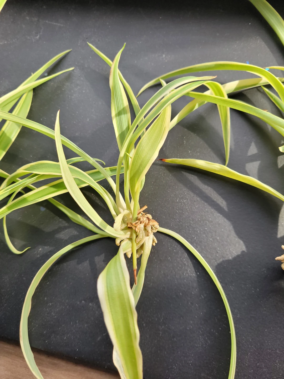 Variegated Spider Plant Offsets - photo 3