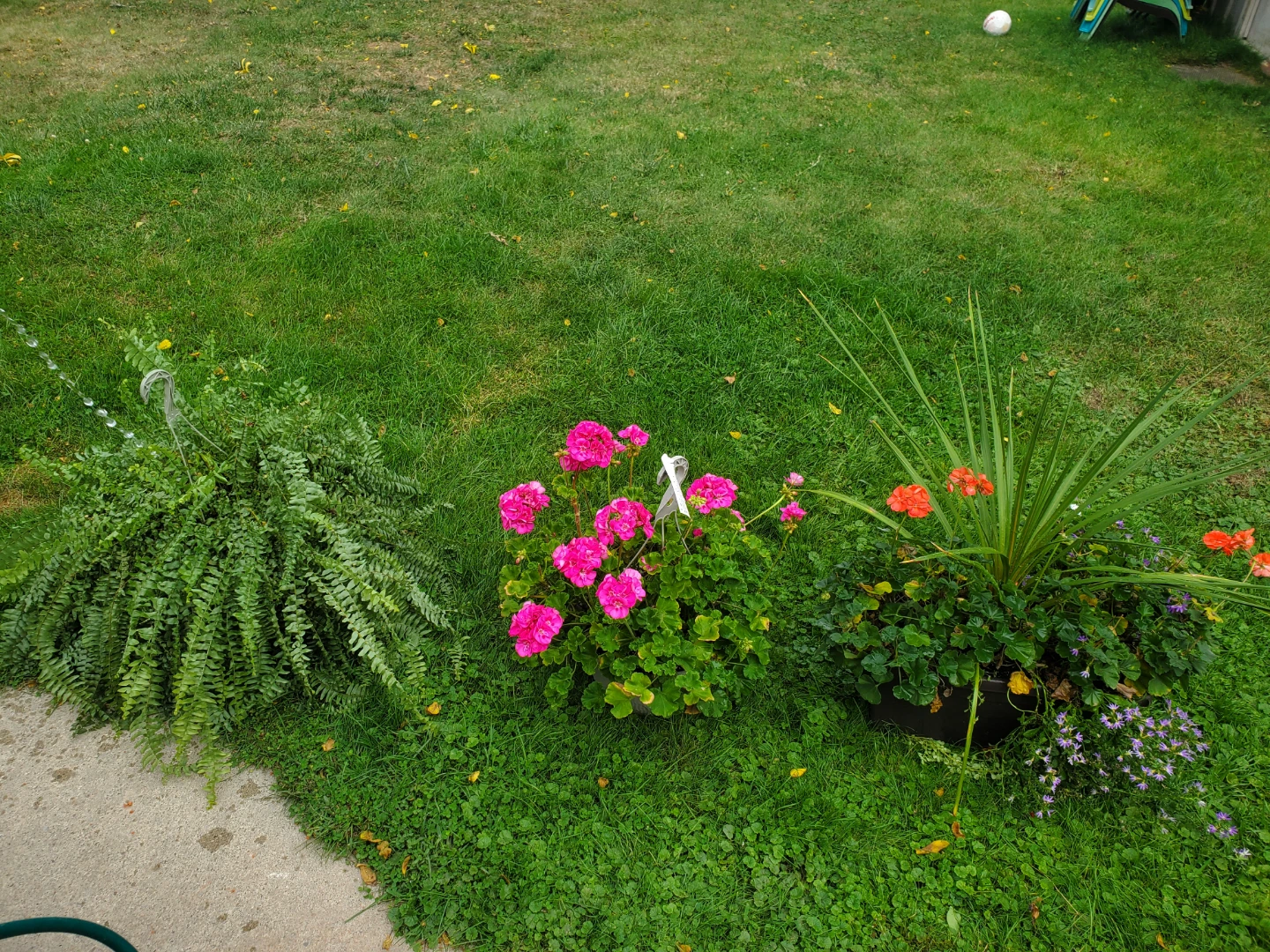 PLANTS FOR SALE