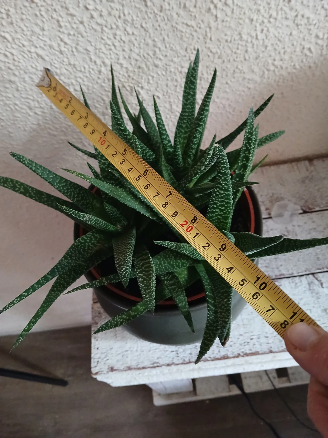 Haworthia Zebra Succulent in Dark Grey Pot - photo 5