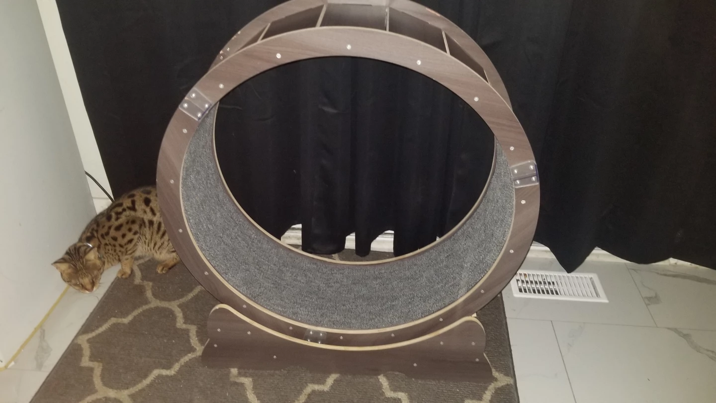 Cat Exercise Wheel - CASH ONLY AND PICKUP ONLY
