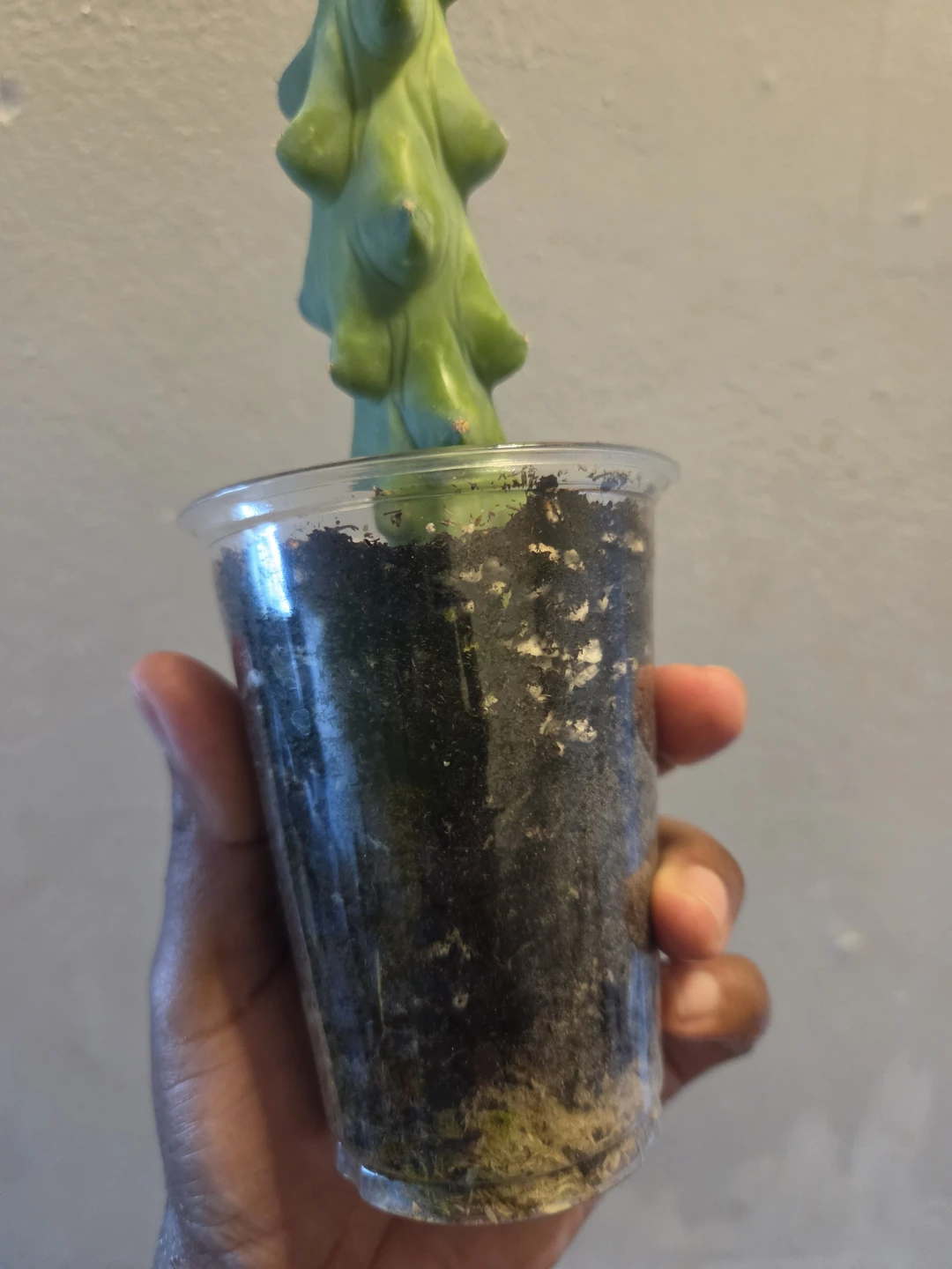 BOOBIE CACTUS IN SOIL ✨️🌵🩷 - photo 4