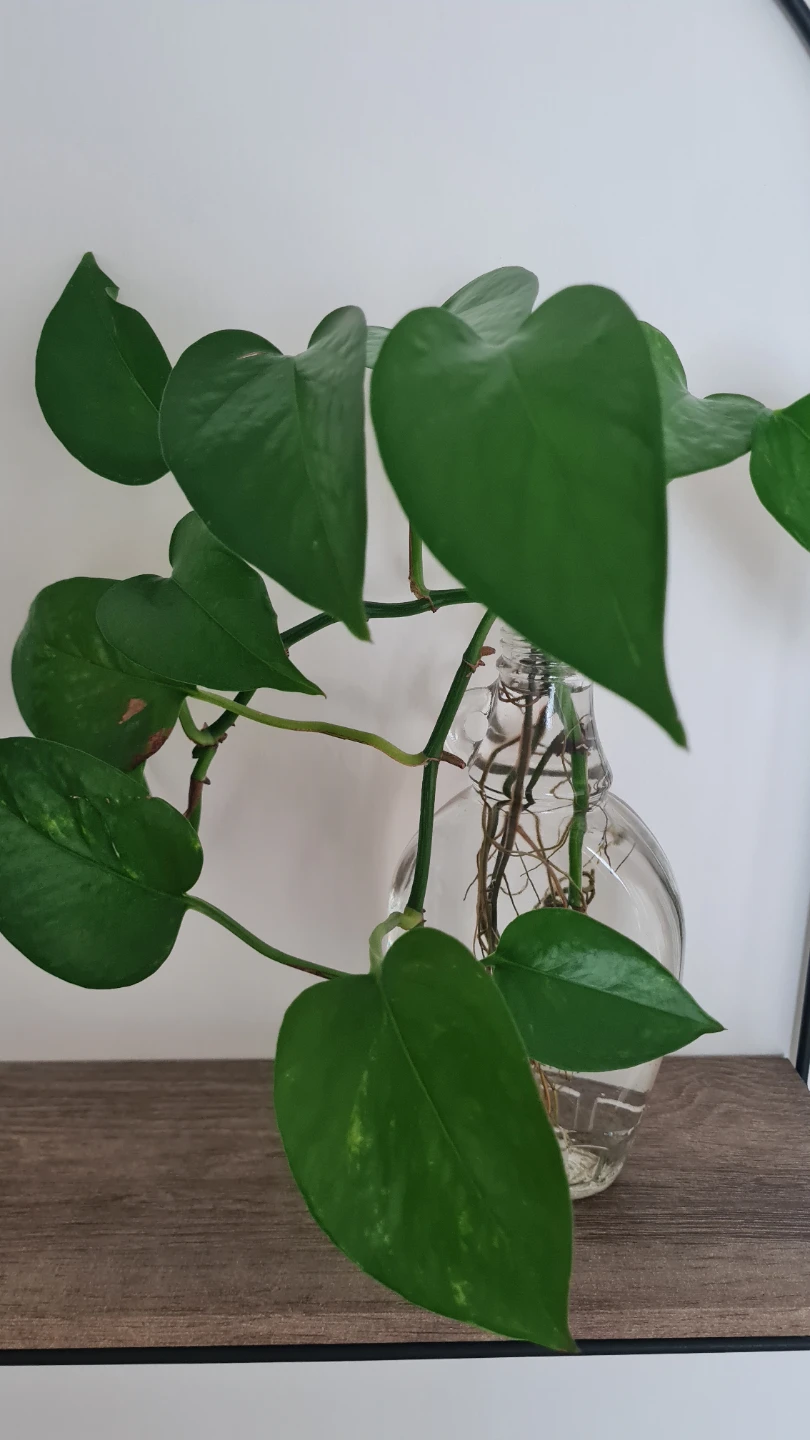 Pothos in glass bottle🌱🌱 - photo 2