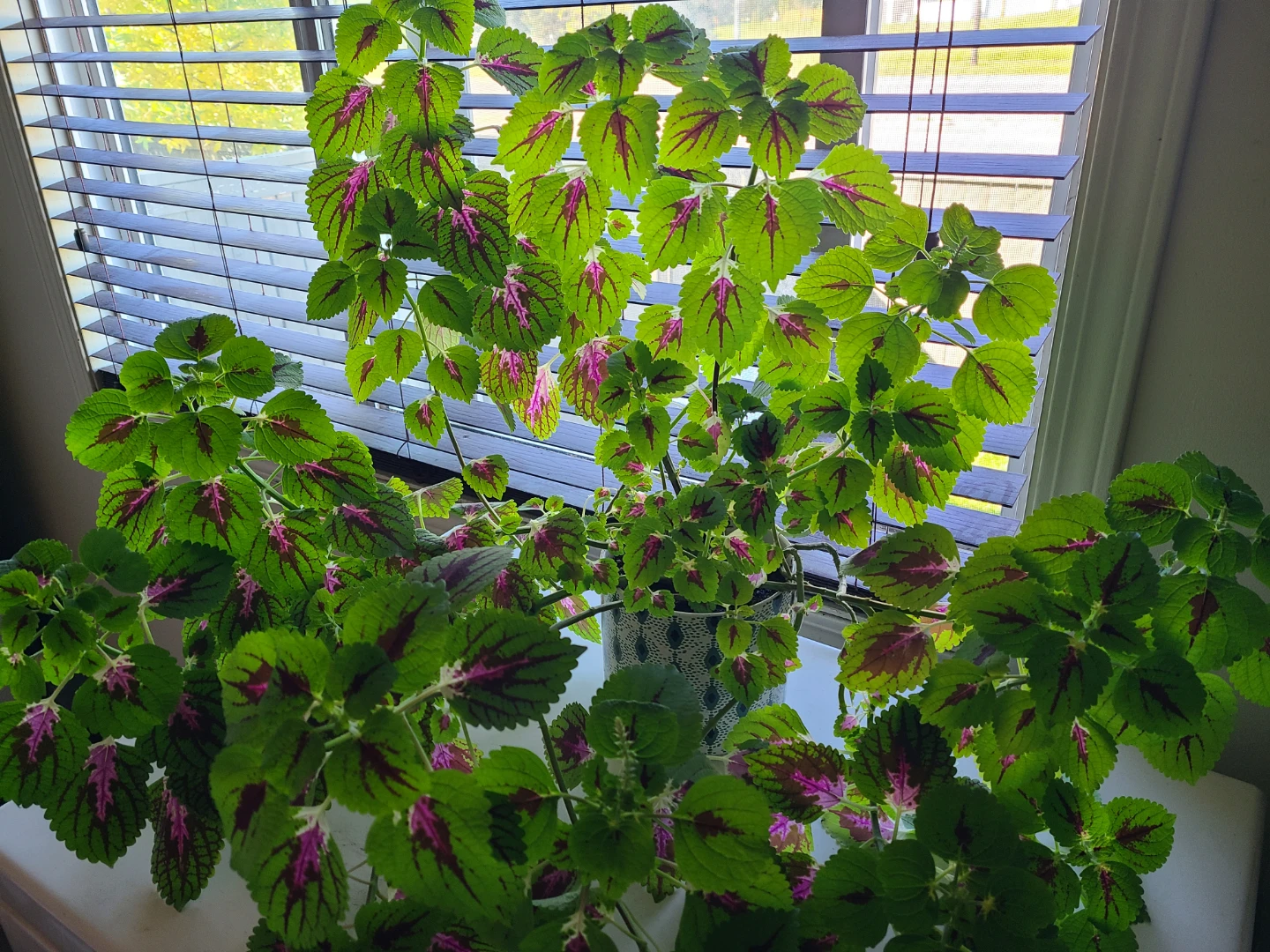 Huge Healthy Potted Coleus Plant