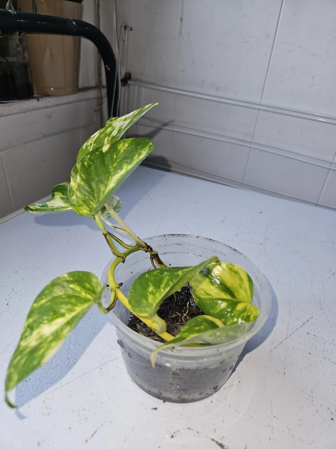Golden Pothos Cutting in Water - photo 2