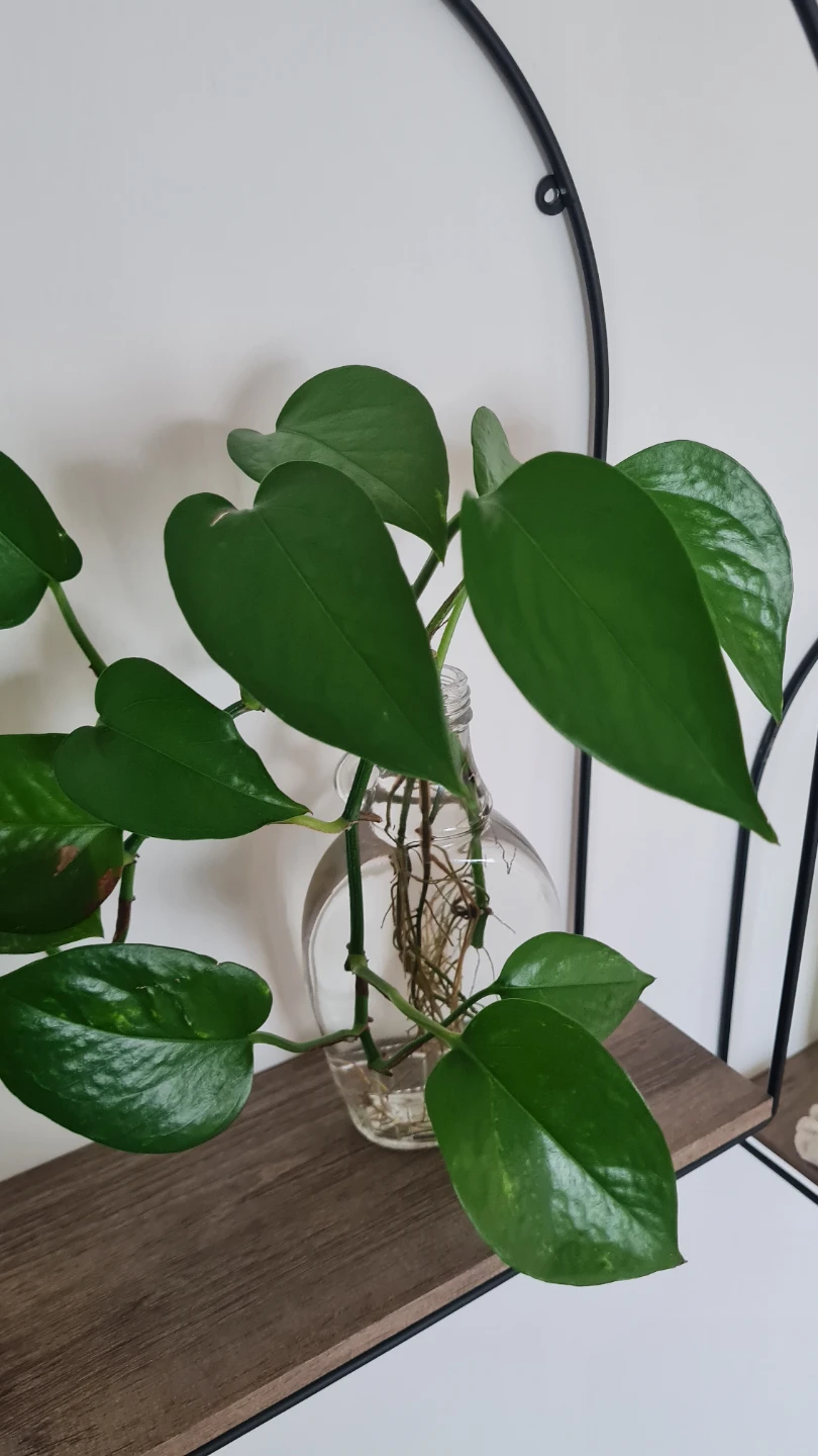 Pothos in glass bottle🌱🌱 - photo 3