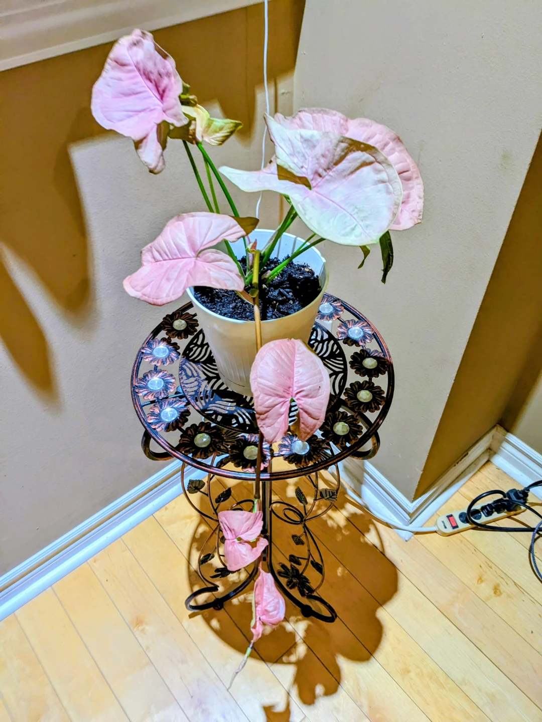 SYGONIUM PINK 12 "/ INDOOR PLANT - photo 2