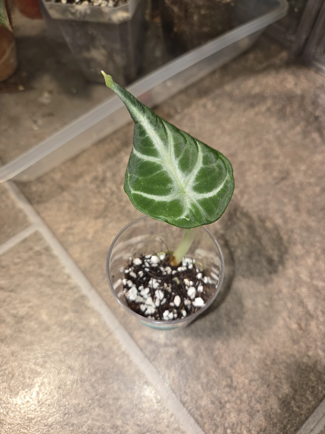 Alocasia Ninja - photo 2