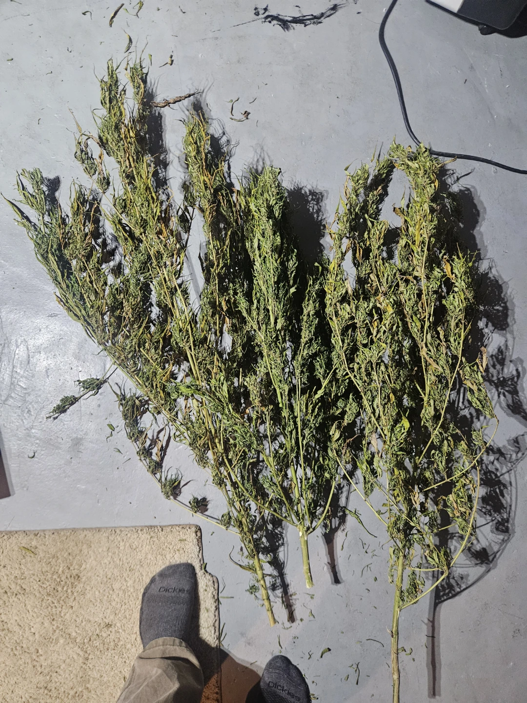 Free to a Good Home: Hermie Plants (Edibles / Butter Project)