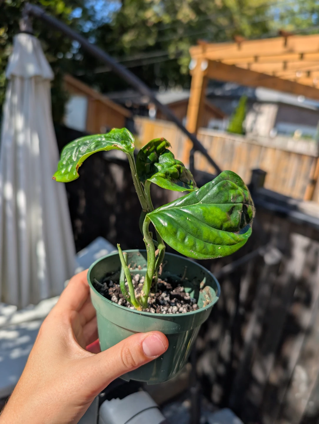 Monstera Peru Plant in pot (semi rare plant)