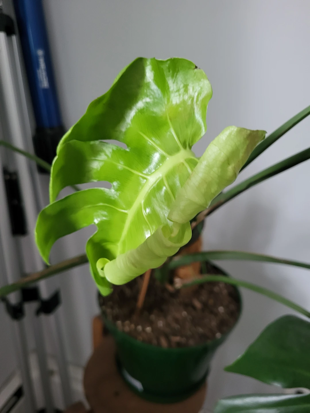 Monstera Deliciosa Plant - photo 4
