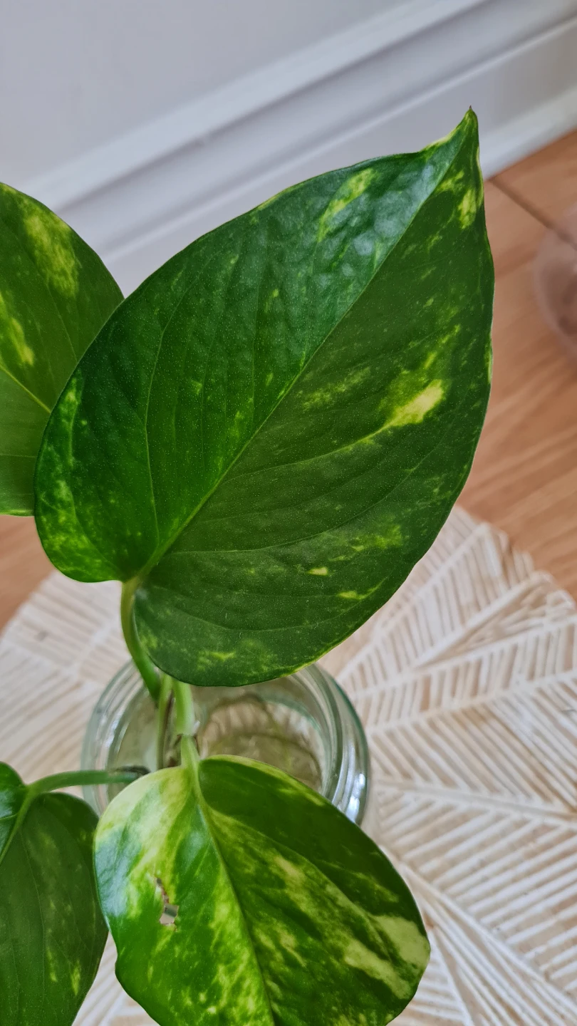 Healthy Rooted Golden Pothos in Glass Jar🌿🌿 - photo 5