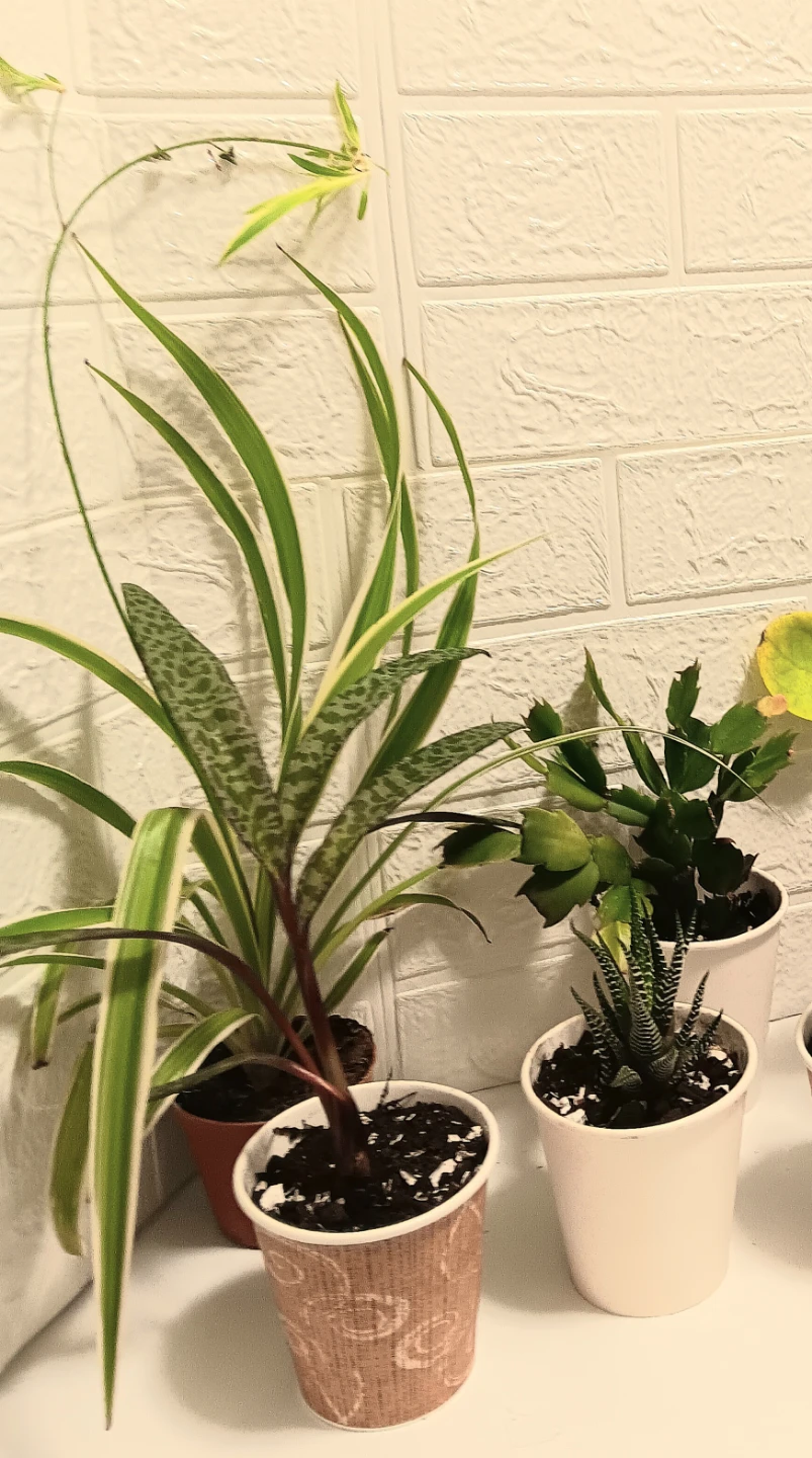 🪴7 Indoor Assorted Lot Plant Bundle🪴 - photo 3