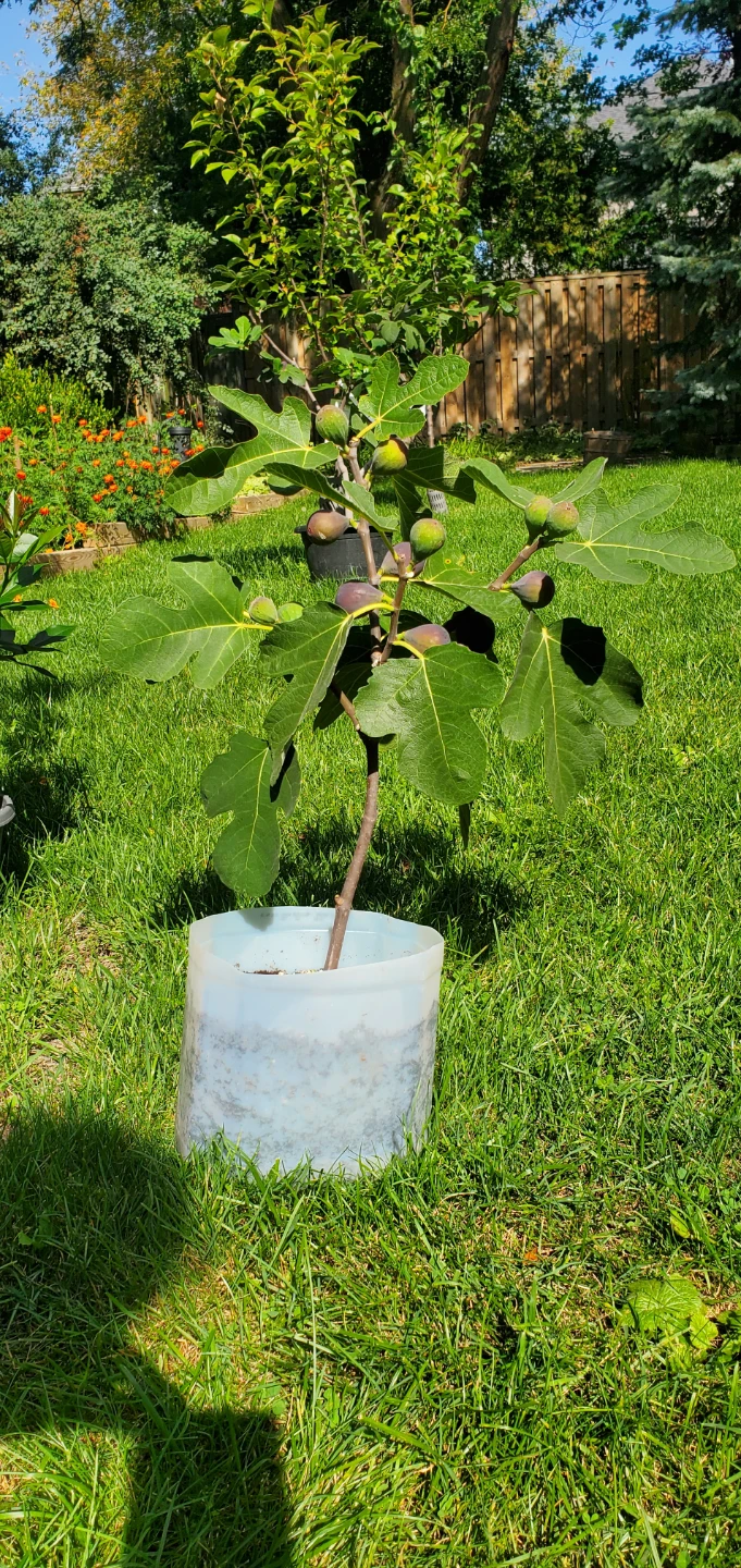 Fig plant🌳 - photo 5